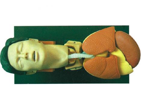 成人氣管插管訓(xùn)練仿真模型?KAS-X1006?