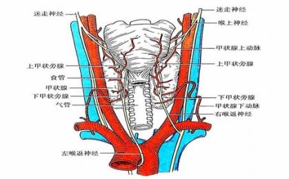 喉返神經(jīng)監(jiān)測(cè)儀品牌推薦與生產(chǎn)廠家介紹